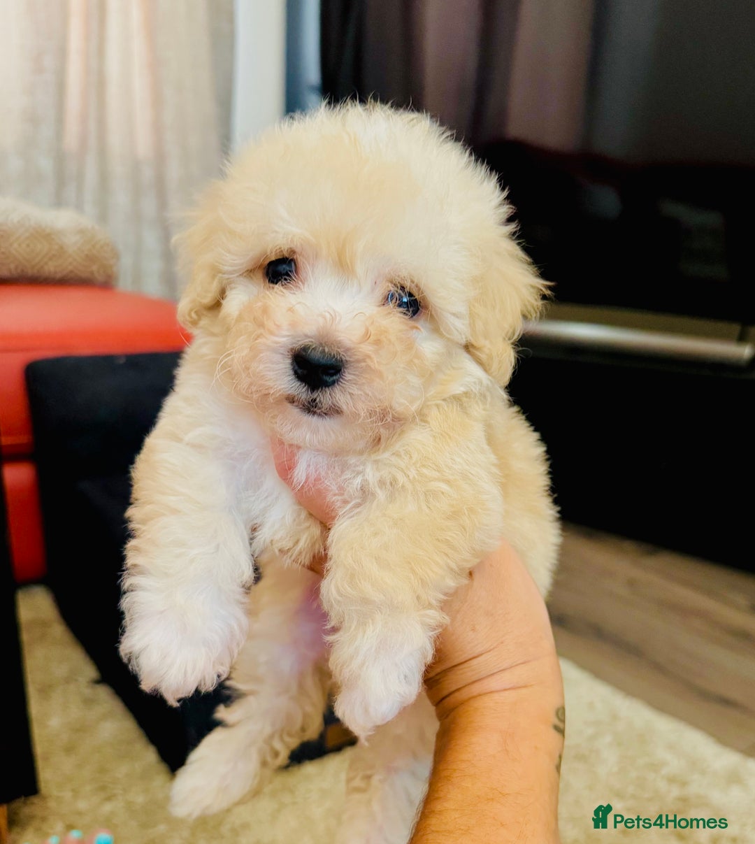 Maltipoo dogs for sale: Gorgeous Maltipoo Puppies  - Image 1