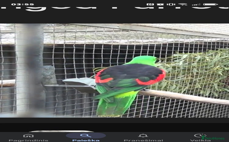Cockatoo birds - Advert 1
