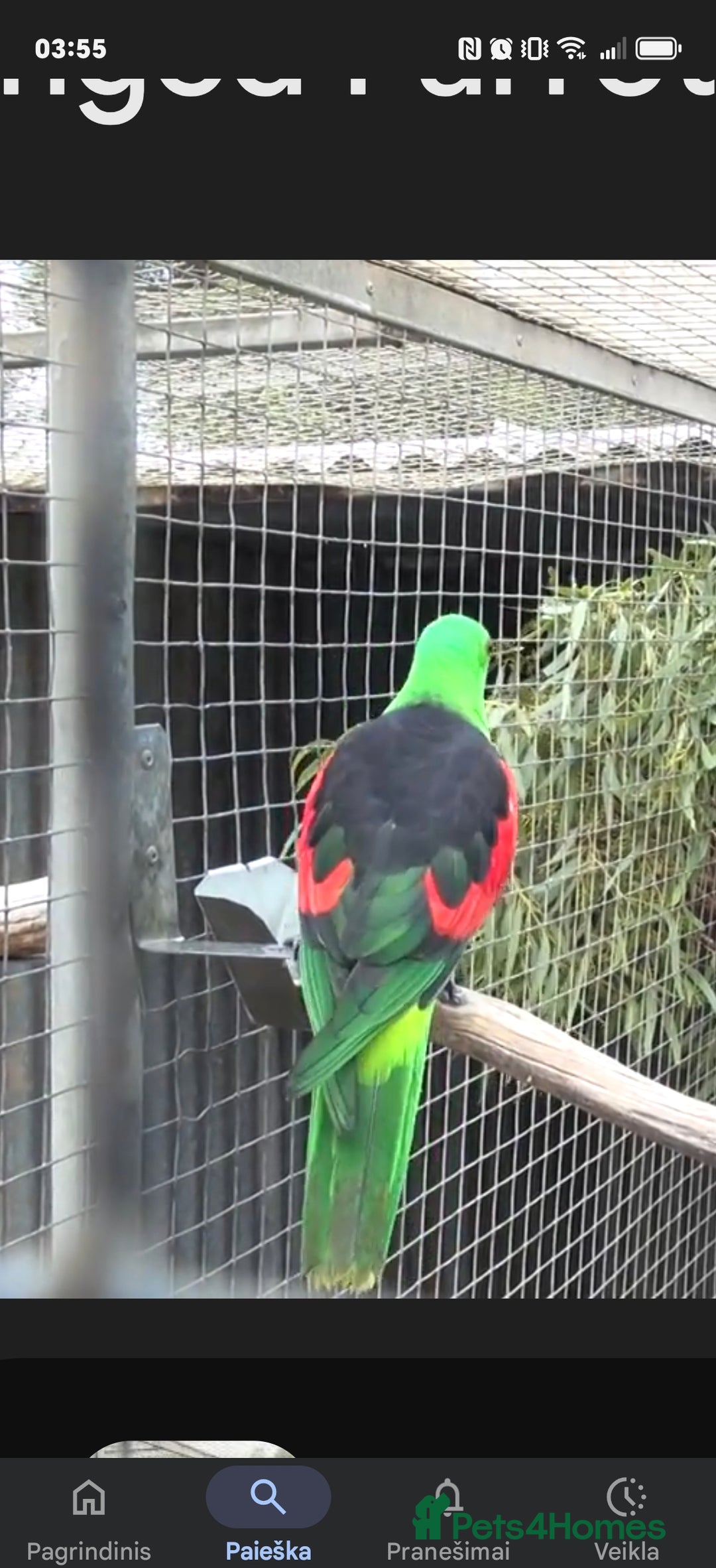 Cockatoo birds for sale: AUSTRALIAN RED WINGS PAROT - Image 1