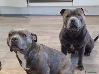 Staffordshire Bull Terrier dogs KC blue staffordshire bull terrier - Advert 2