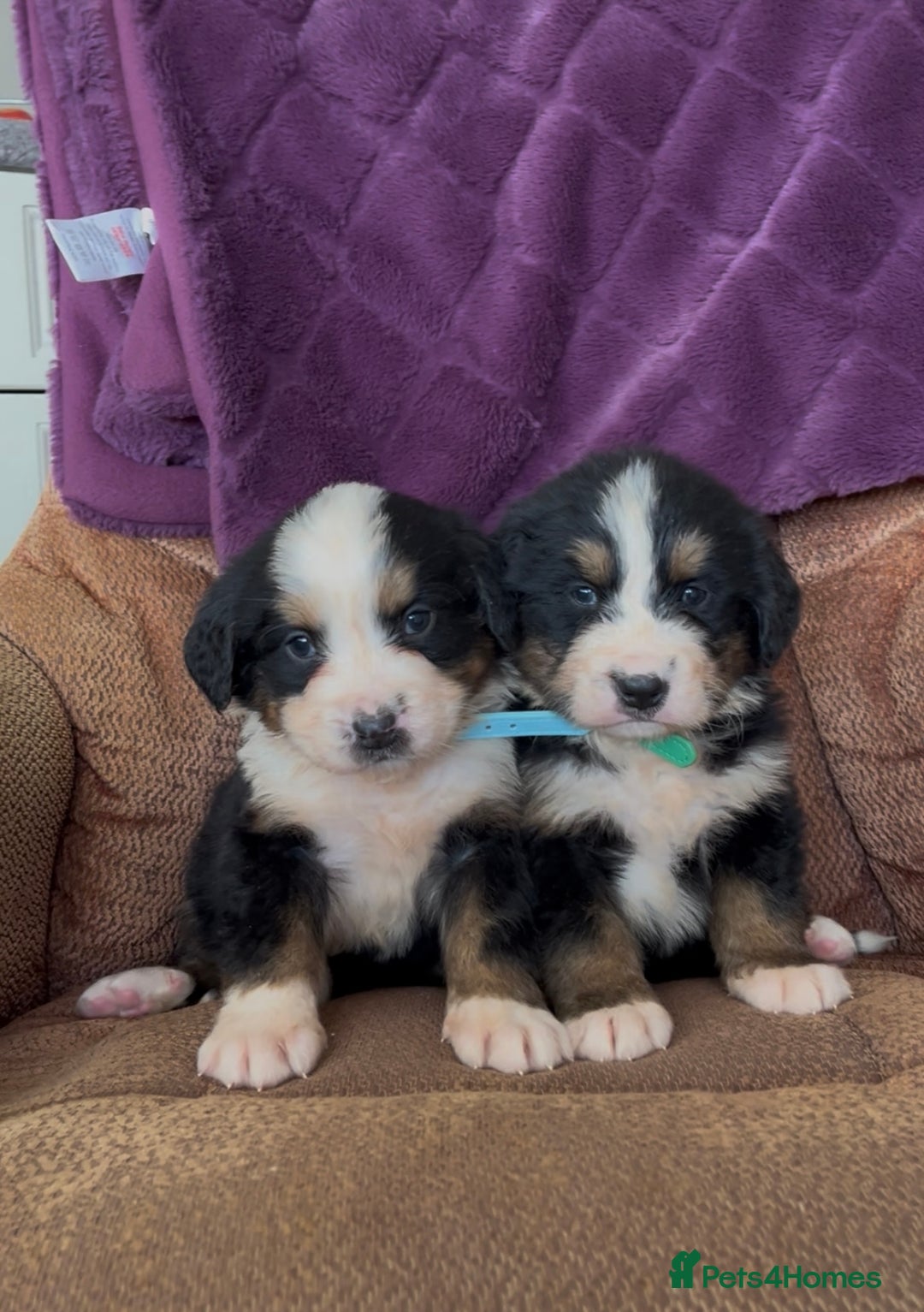 Bernese Mountain Dog dogs for sale: KC Reg Bernese Mountain Dog Puppies - Image 3