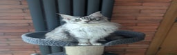 Maine Coon cats for sale: Maine coon females  - Advert 10