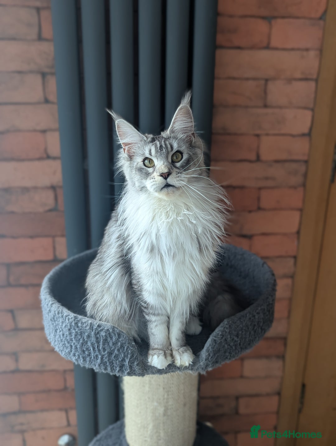 Maine Coon cats for sale: Maine coon females  - Advert 10