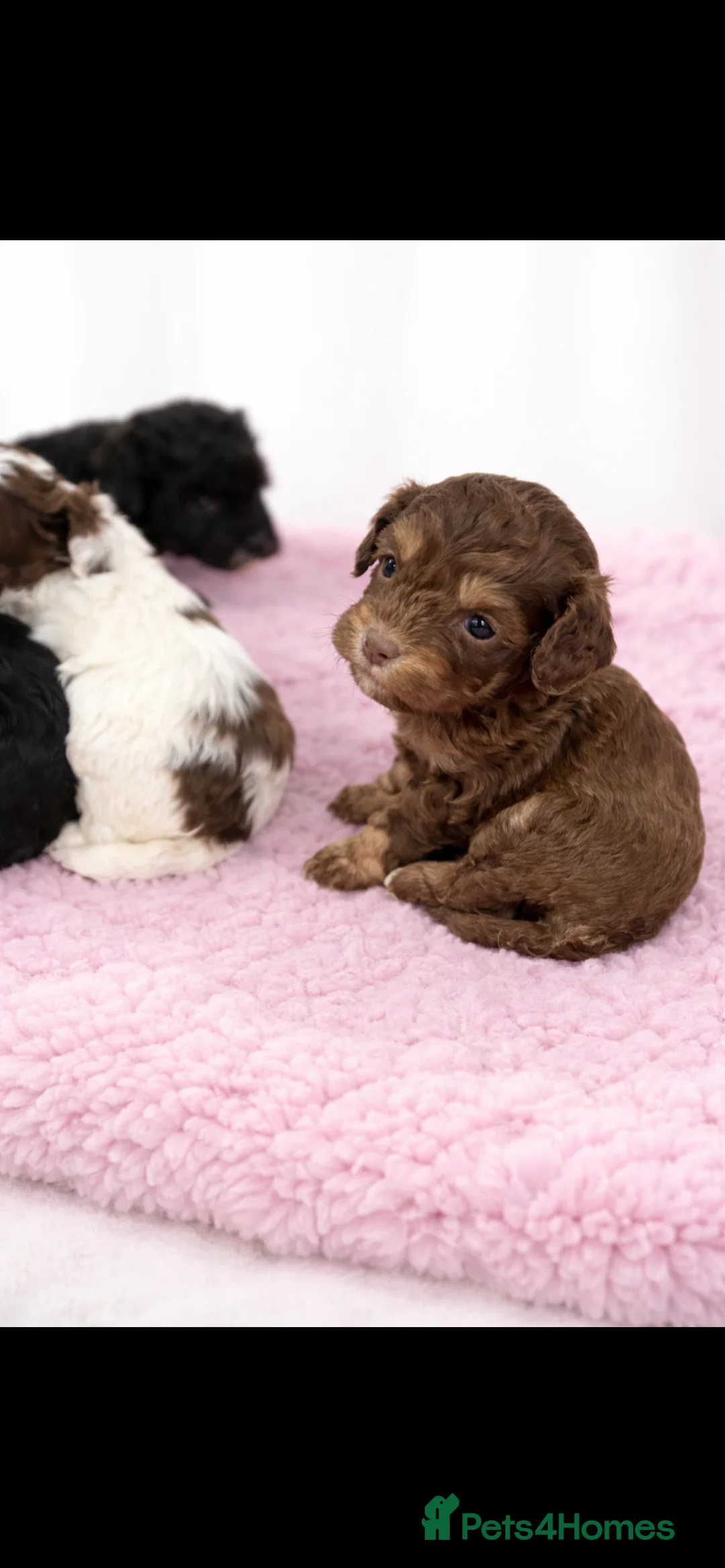 Cavapoo dogs for sale: F1b Cavapoo puppies 🐶 fully health tested  - Advert 3