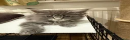 Maine Coon cats for sale: Maine coon - Advert 8
