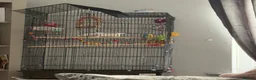 Budgerigars birds for sale: Budgie for sale (SKYE) - Advert 3