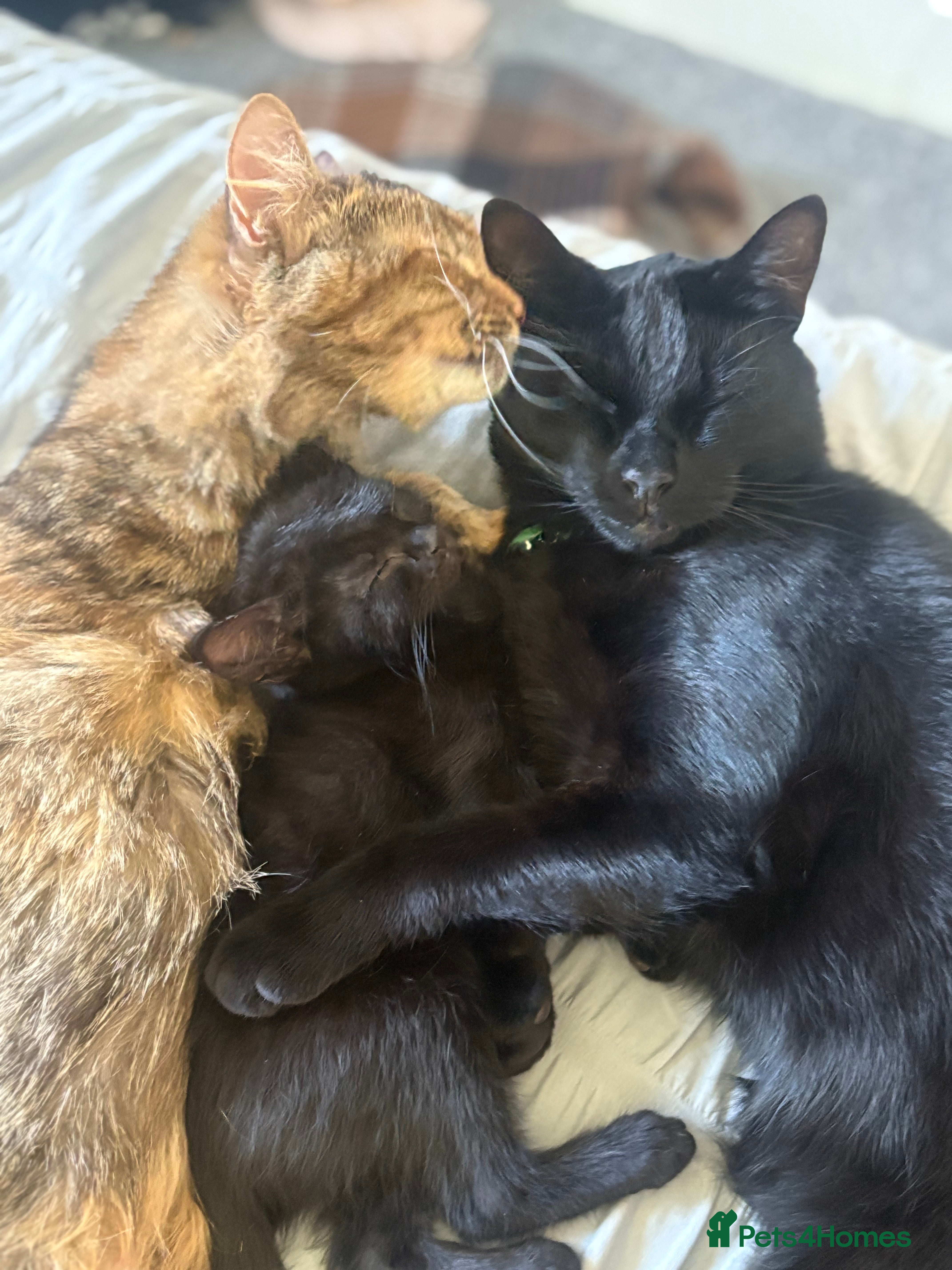 Mixed Breed cats Super friendly super cuddly kittens - Advert 2