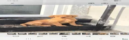 Labrador Retriever dogs for stud: Fox red labador retriever kc male( NOT FOR SALE) - Advert 4