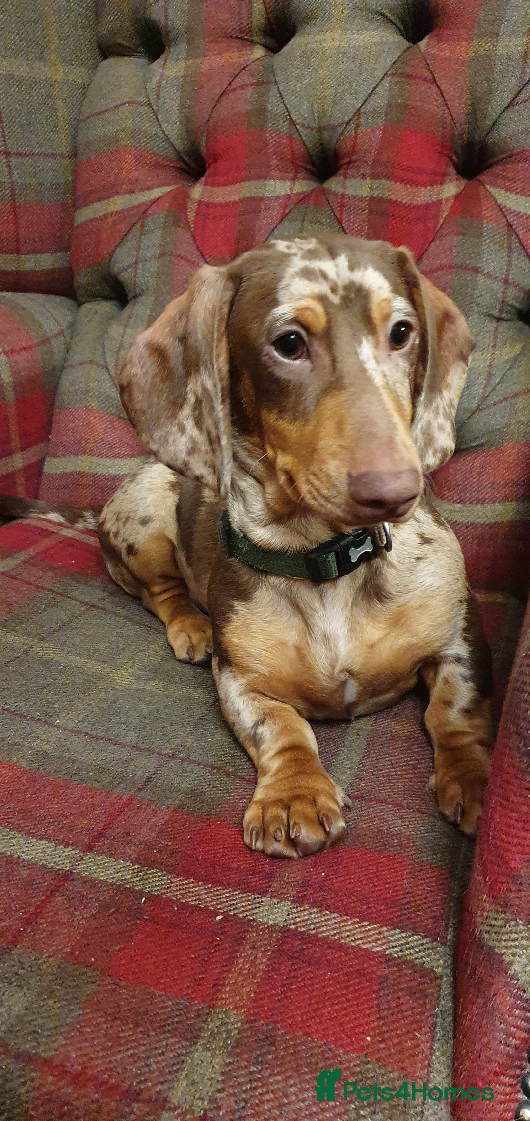 Miniature Dachshund dogs for sale: Tiny Timothy needs a new knee to snuggle up on  - Advert 1