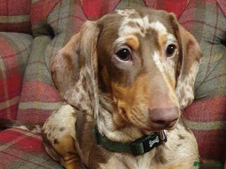 Miniature Dachshund dogs Tiny Timothy needs a new knee to snuggle up on - Advert 5