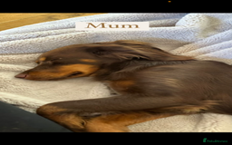 Cockapoo dogs for sale: Gorgous F1 chocolate and tan cockapoo puppies  - Image 10