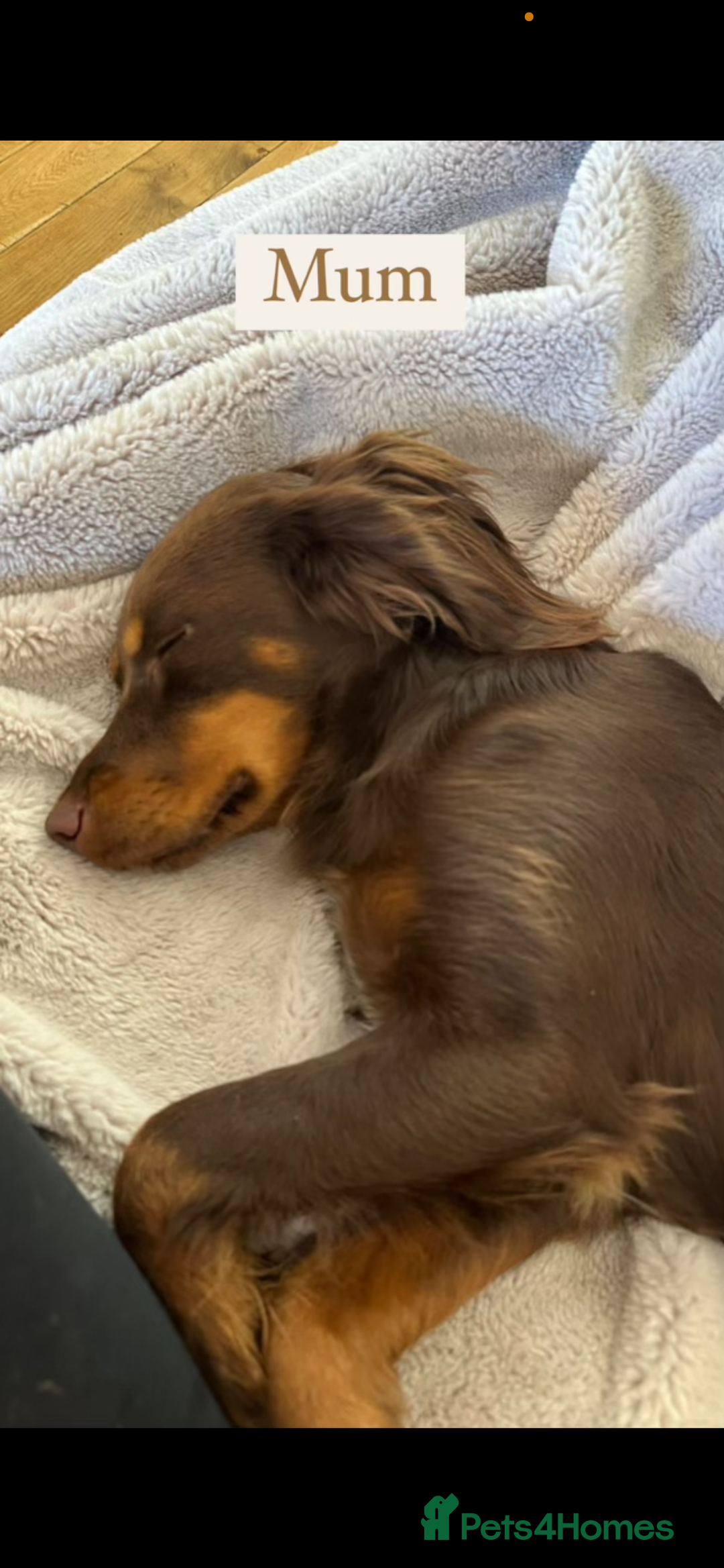 Cockapoo dogs for sale: Gorgous F1 chocolate and tan cockapoo puppies  - Image 10