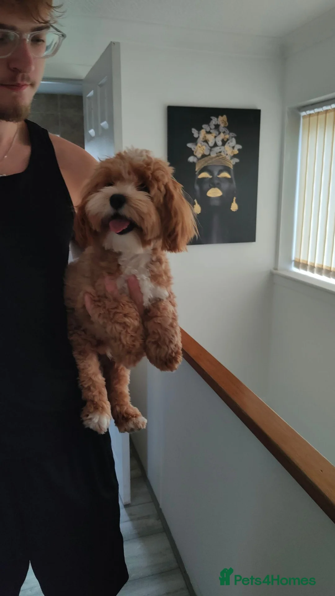 Maltipoo dogs for sale: F1 Asian Maltipoo puppies  - Advert 2