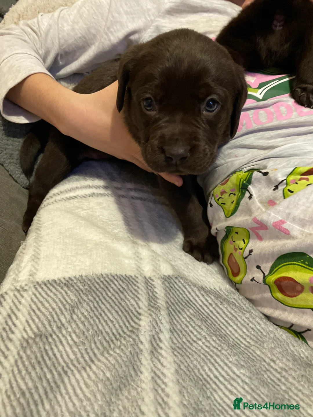 Labrador Retriever dogs for sale: Stunning chocolate Labrador puppies  - Advert 13