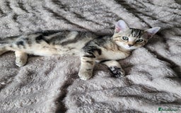 Bengal cats for sale: 3 black and 3 bengal kittens (1 male) - Image 9
