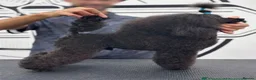 Maltipoo dogs for sale: Maltipoo puppies in Oxford - Advert 5