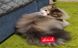 Exotic cats for sale: Exotic longhair and short hair kittens  - Image 7