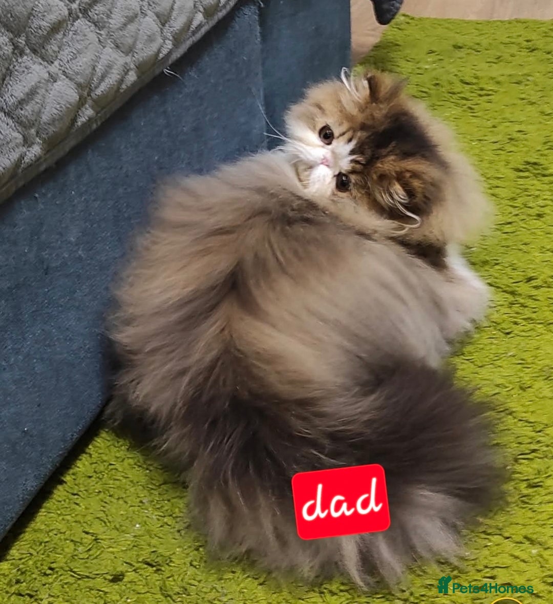 Exotic cats for sale: Exotic longhair and short hair kittens  - Image 7