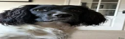 English Springer Spaniel dogs for sale: Outstanding litter looking for fantastic homes - Advert 27