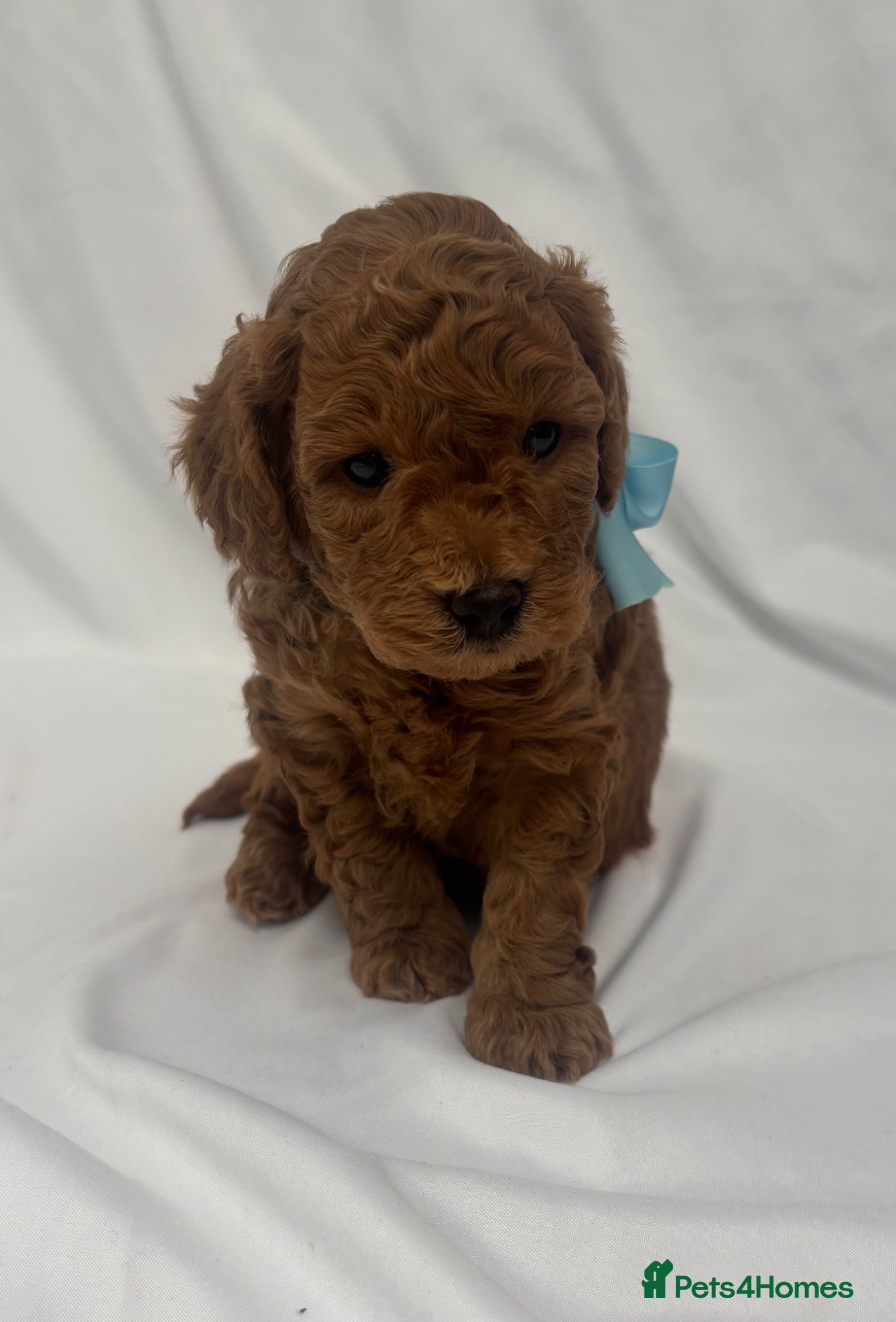 Cavapoo dogs Extensively Health Tested Toy Red Cavapoos - Advert 9