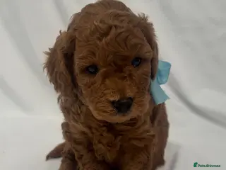 Cavapoo dogs Extensively Health Tested Toy Red Cavapoos - Advert 4
