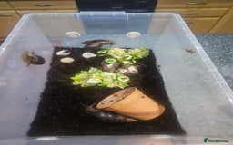 Snails invertebrates for sale: Giant African land snails - Image 6