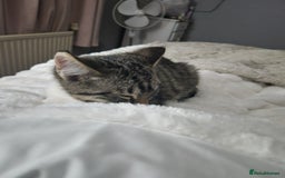 Mixed Breed cats for sale: 2 Beautiful Boys in need of their forever homes  - Image 6