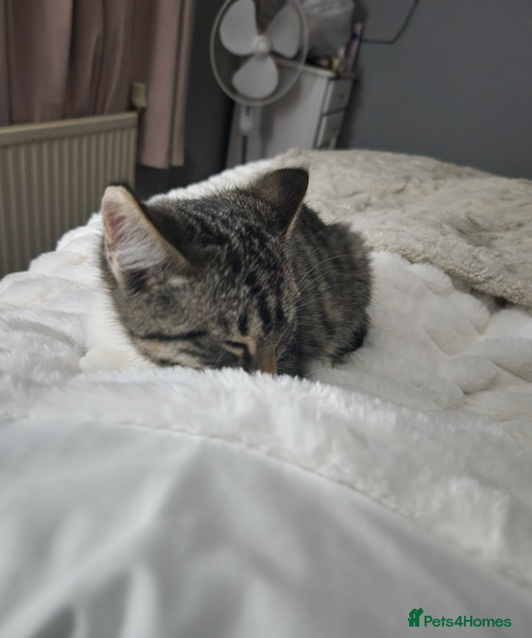 Mixed Breed cats for sale: 2 Beautiful Boys in need of their forever homes  - Image 6