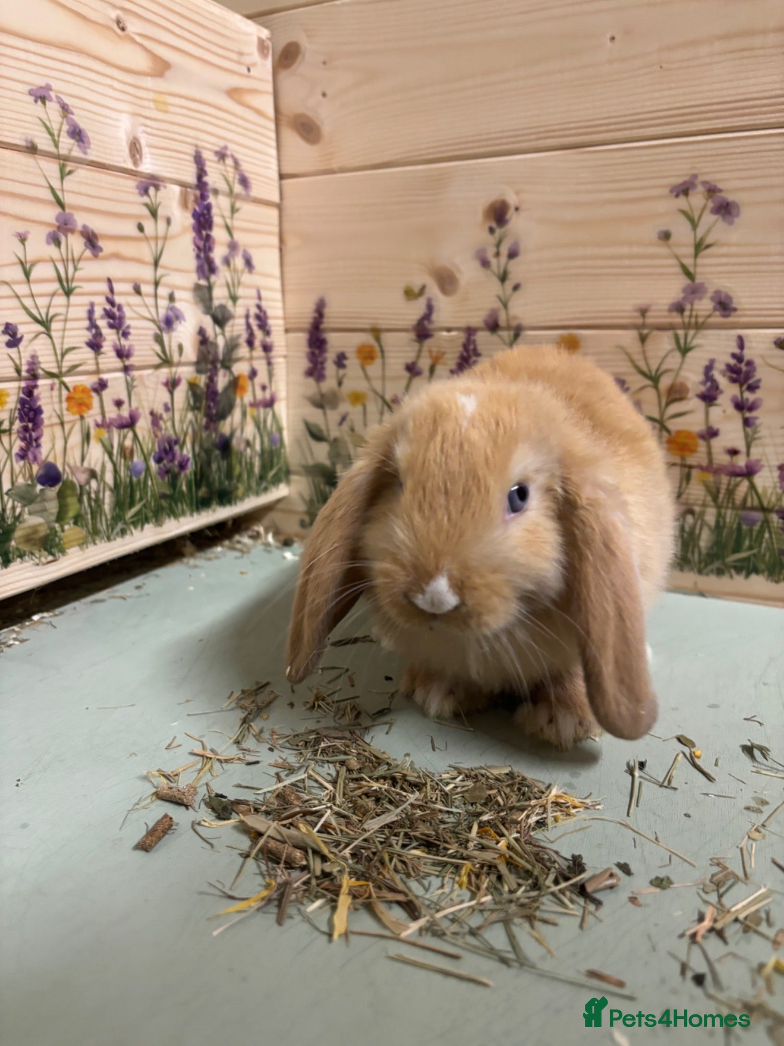 Mini Lop rabbits Mini Lop Bunnies  - Advert 2