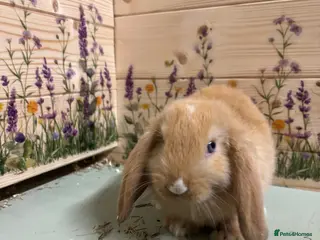 Mini Lop rabbits Mini Lop Bunnies - Advert 1