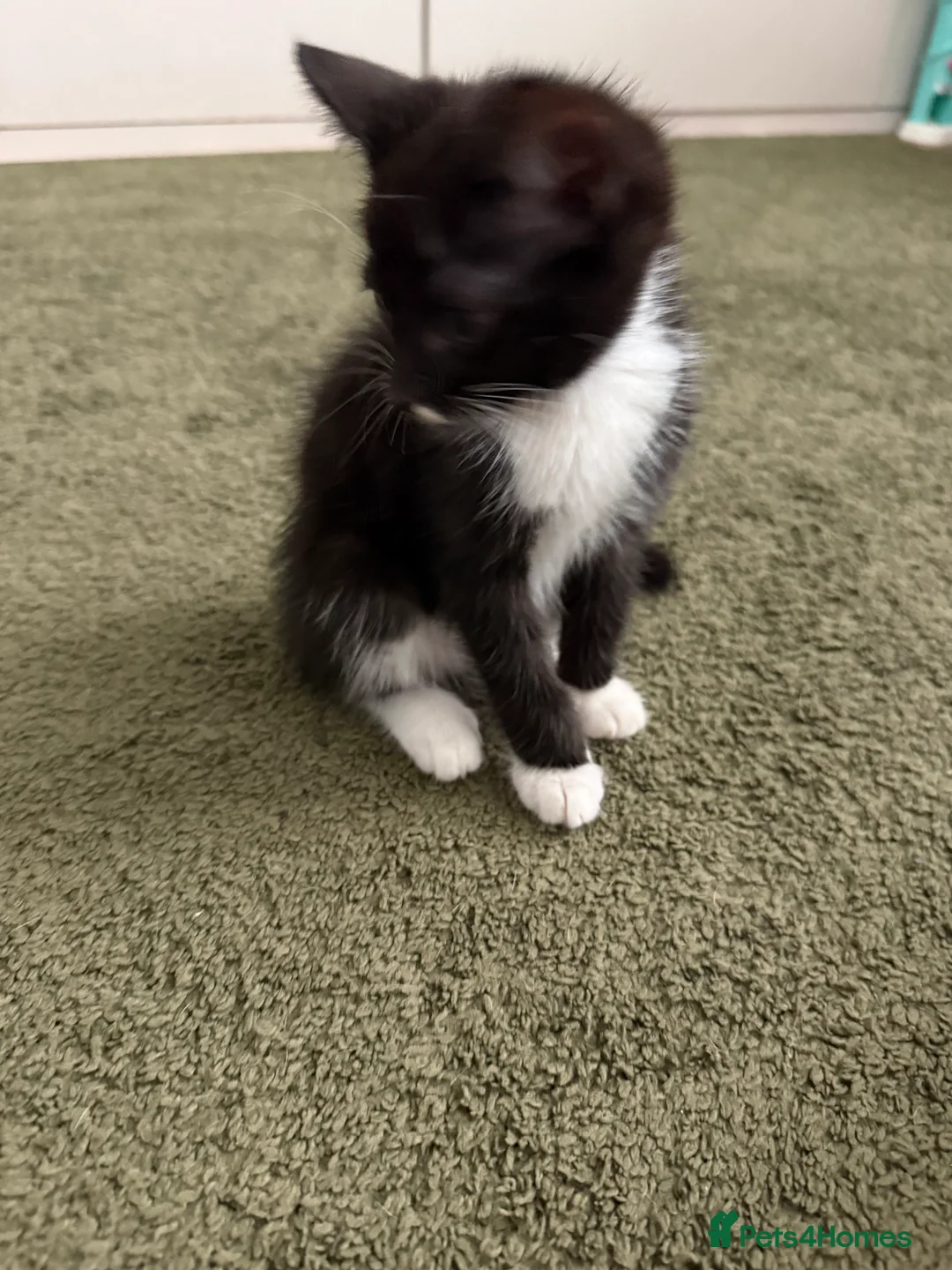 Mixed Breed cats for sale: Kittens  - Advert 2