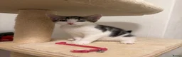 Mixed Breed cats for sale: Selling kitten  - Advert 2