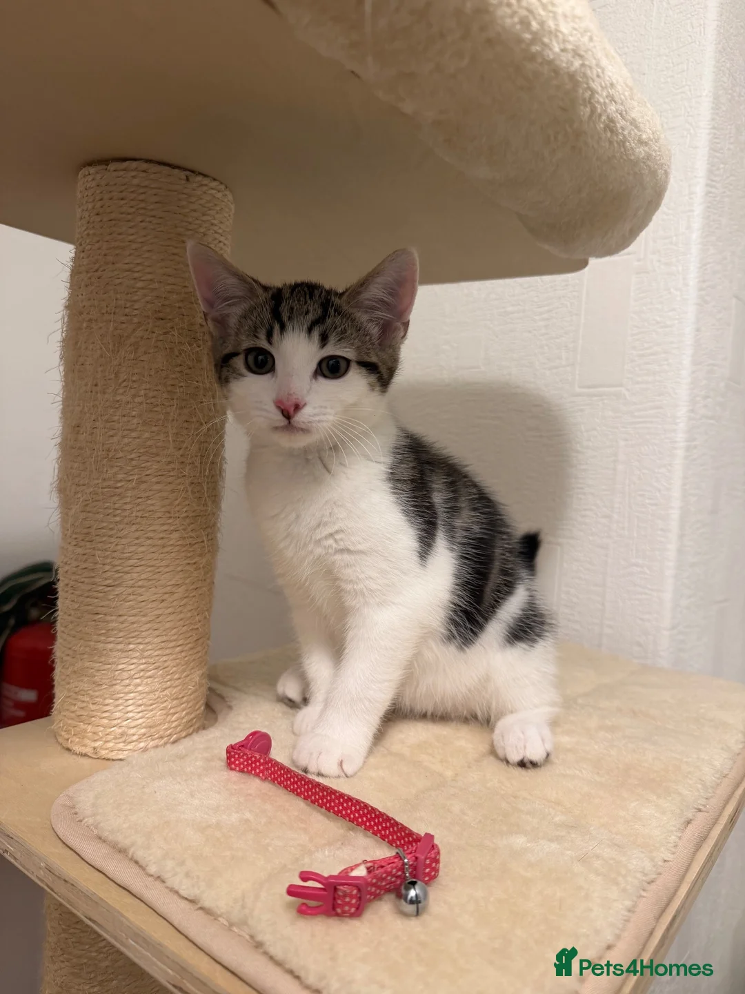 Mixed Breed cats for sale: Selling kitten  - Advert 2