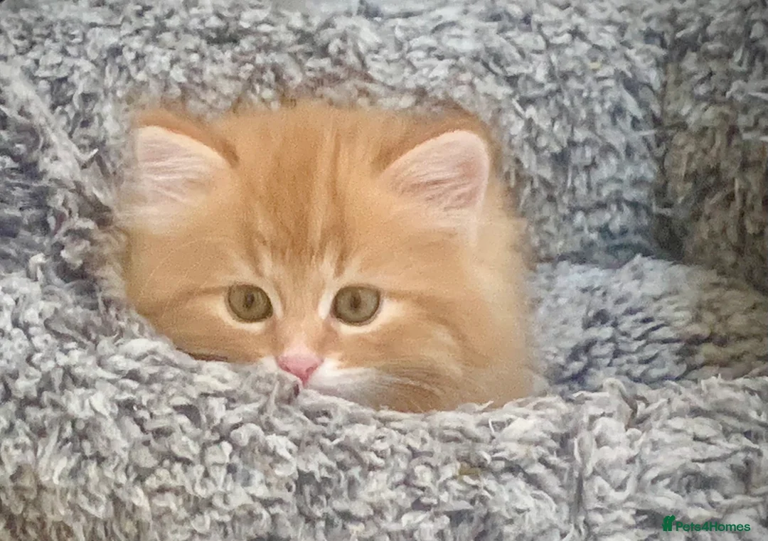 Siberian cats for sale: Siberian Kittens  - Advert 8