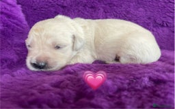 Golden Retriever dogs for sale: KC Reg Cream Boys from health tested parents.  - Image 9