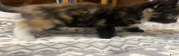 Mixed Breed cats for sale: 4 tiny bundles of chaos and cuddles  - Advert 5