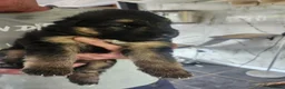 German Shepherd dogs for sale: German shepherd puppys  in Saint Austell - Advert 22