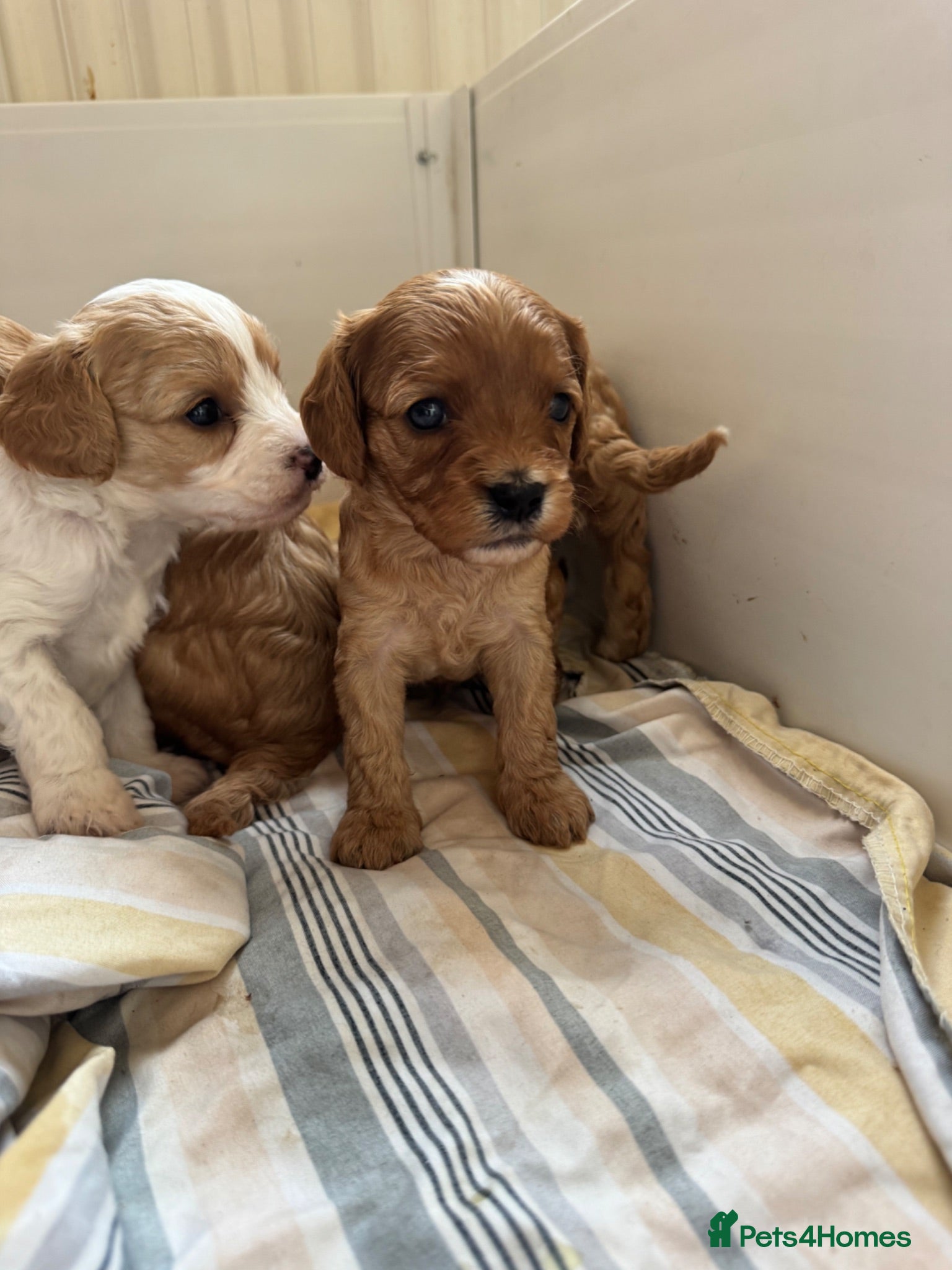 Cavapoo dogs Red cavapoo puppies - Advert 1
