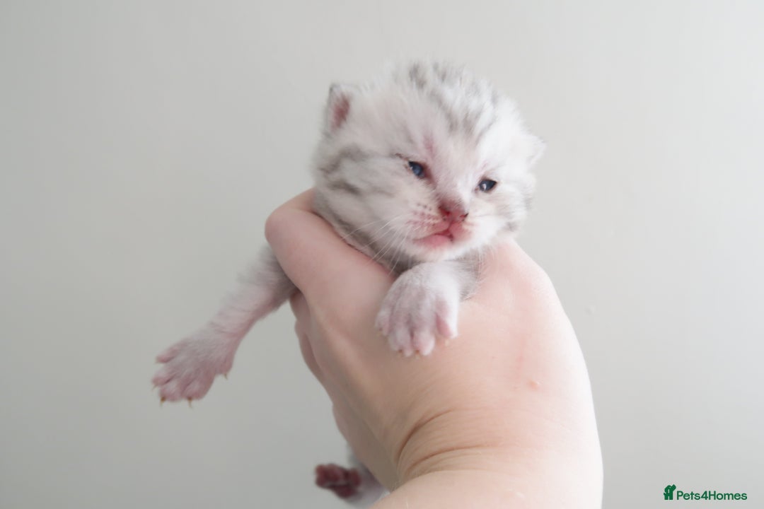 British Shorthair cats for sale: 2 left -GCCF Registered British Shorthair Kittens  - Advert 28