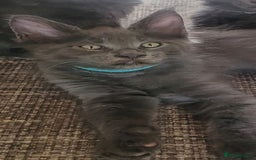 Maine Coon cats for sale: Maine coon pedigree kittens  - Image 2