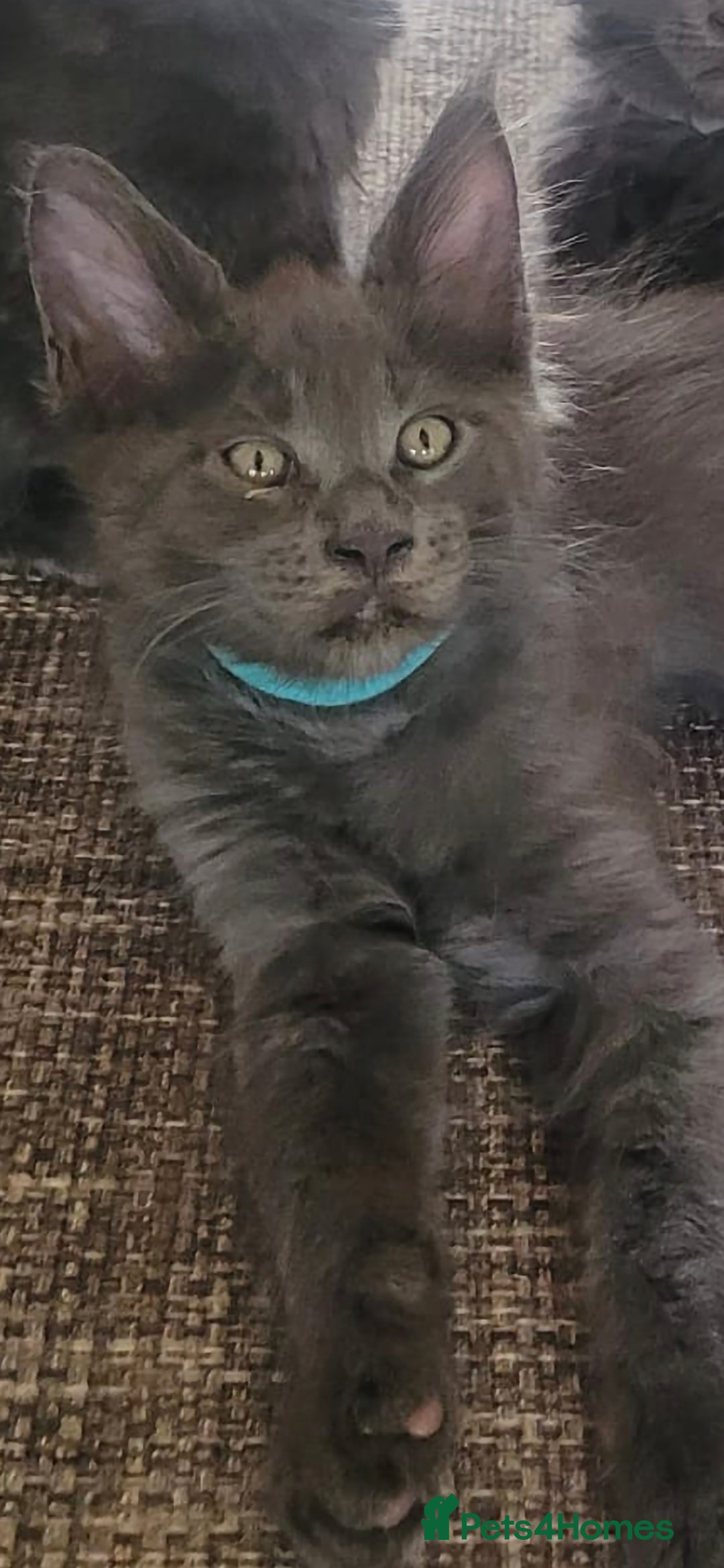 Maine Coon cats for sale: Maine coon pedigree kittens  - Image 2