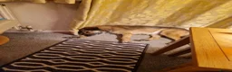 Mixed Breed dogs for adoption: Meet Penny, currently residing in Staffordshire  in Stafford - Advert 6