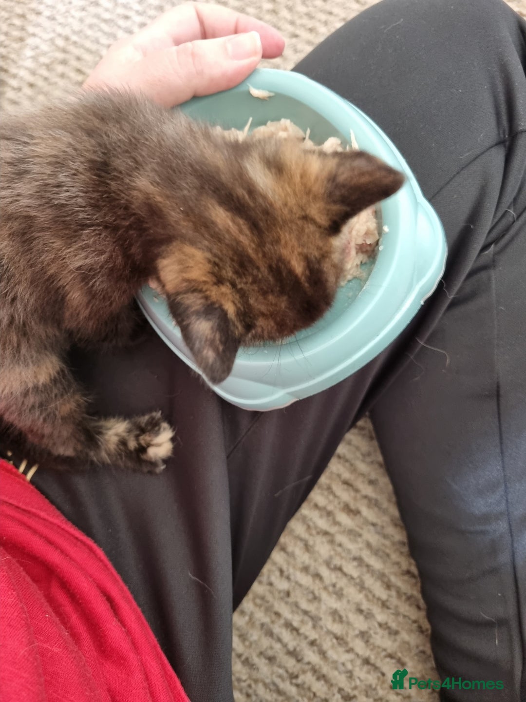 Mixed Breed cats for sale: Kittens for sale - Image 4