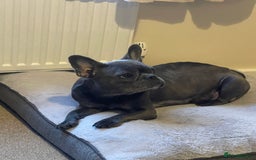 French Bulldog dogs for sale: French bulldog  - Image 2