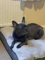 French Bulldog dogs - Advert 2