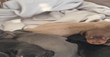 Dachshund dogs - Advert 4