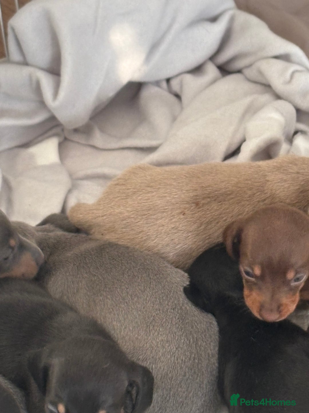 Dachshund dogs for sale: ⭐️KC reg miniature ⭐️stunning litter Dachshunds  - Image 3