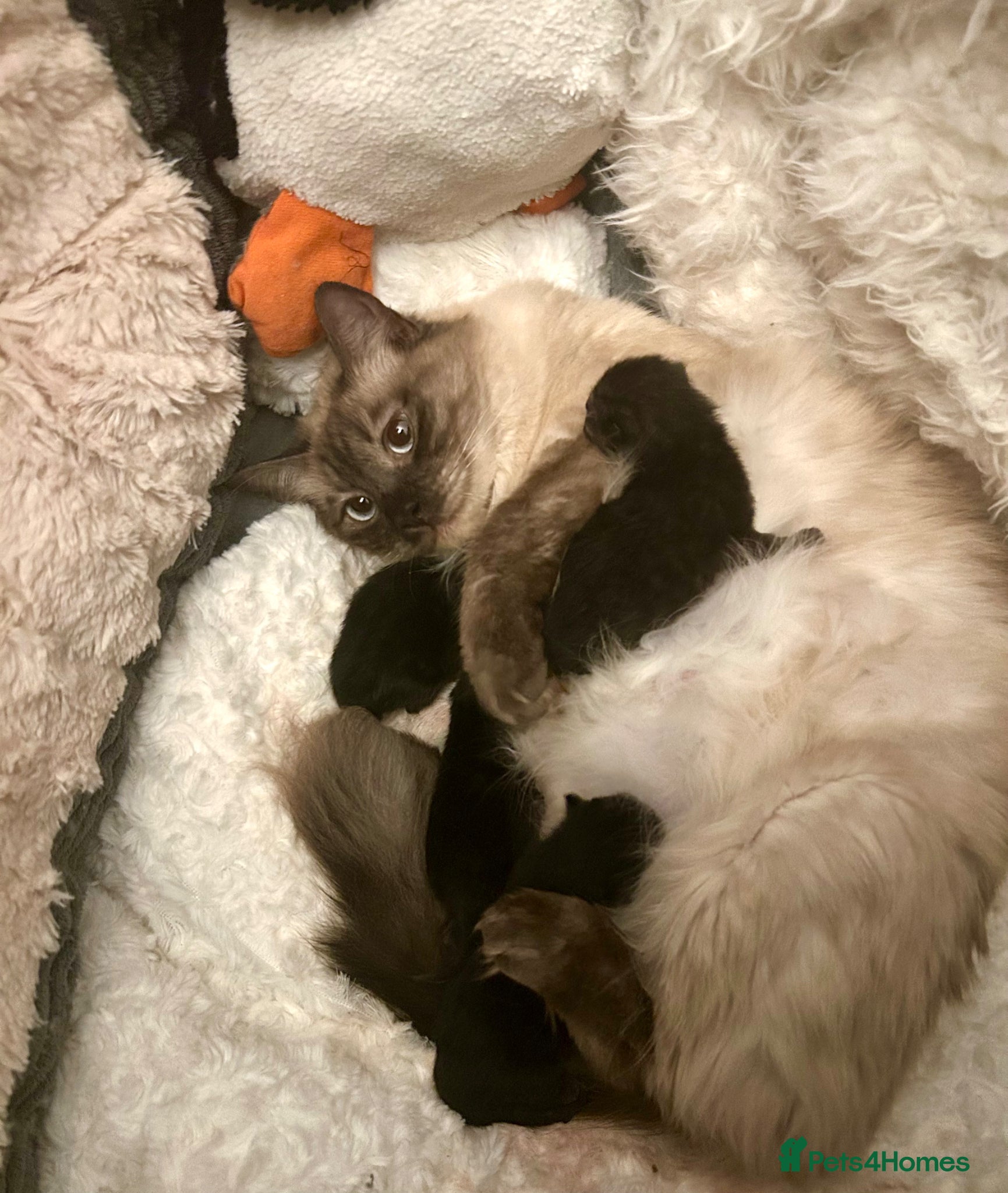 Scottish Fold cats Ragdoll x Scottish Fold - litter of 4!  - Advert 17