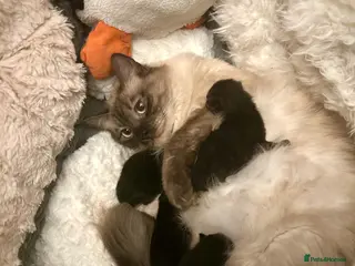 Scottish Fold cats Ragdoll x Scottish Fold - litter of 4! - Advert 1