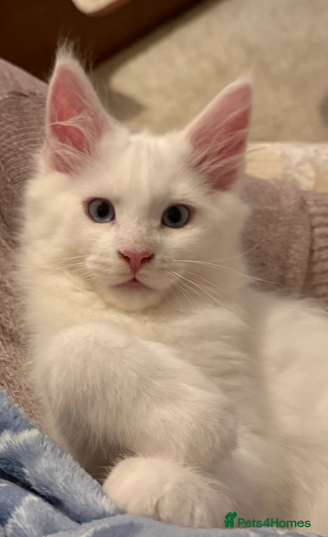 Maine Coon cats for sale: Rare white tica registered boy. - Advert 4